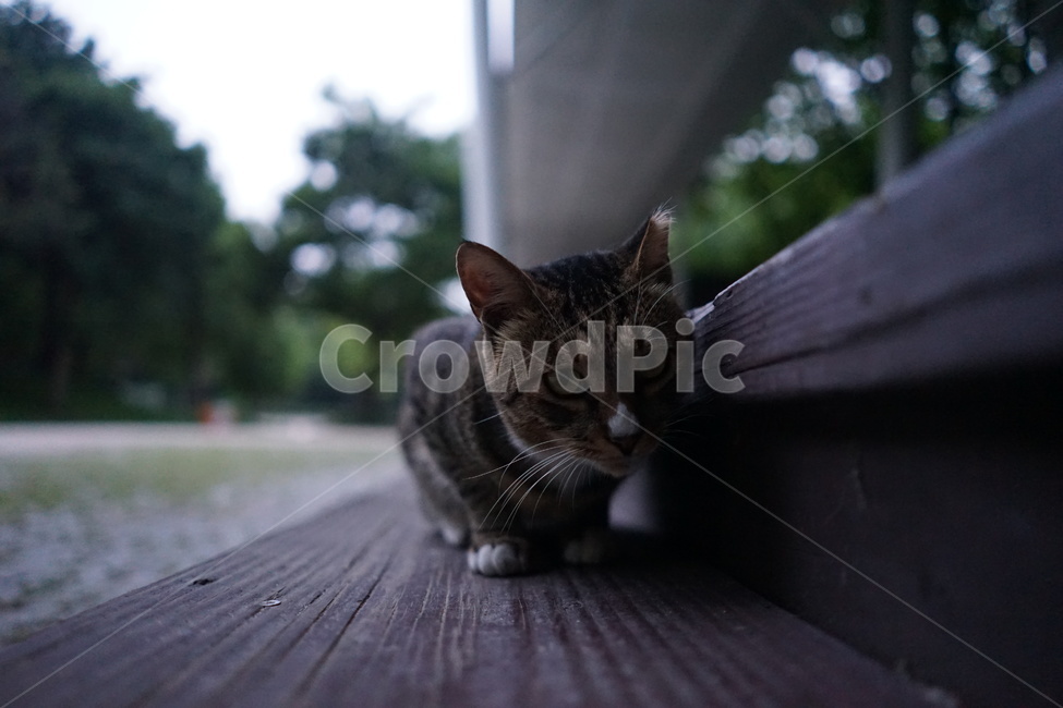 고양이,동물,포유류,cat,animal,동물,animal,포유류,mammal,고양이,cat,kitten,kitty