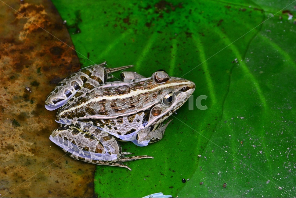 개구리,양서류,파충류,동물,물,물속,동물,animal,파충류,양서류,reptile,amphibian