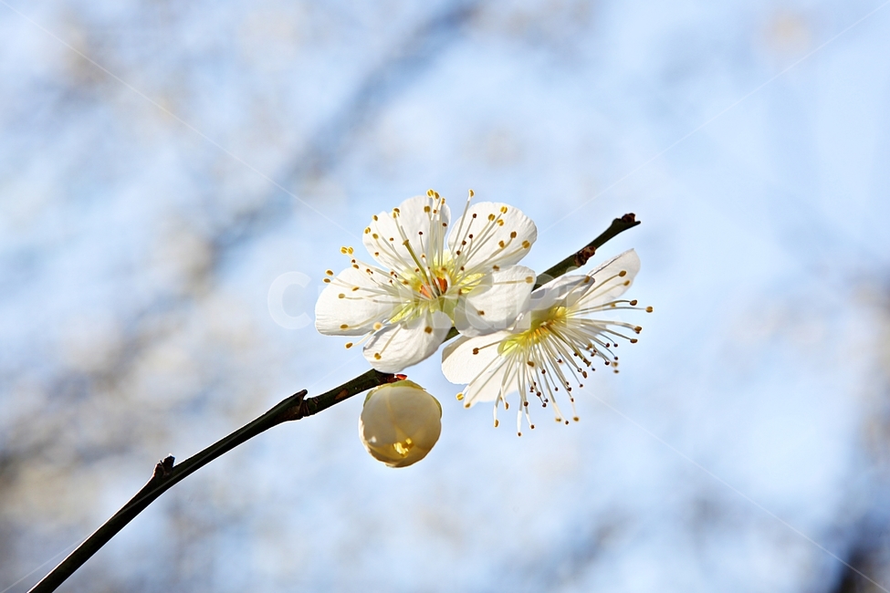 매화꽃,매화,꽃,꽃잎,봄꽃,봄,식물,자연,공원,식물,자연,plants,nature,꽃,flower