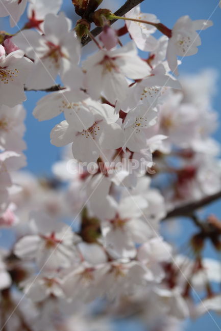 벚꽃,꽃,봄,계절,식물,자연,브라운,분홍색,하얀색,색깔,cherryblossom,pink,brown,white,flower,spring,season,color,plant,nature,봄,계절,spring,season,식물,자연,plants,nature,꽃,flower,blossom