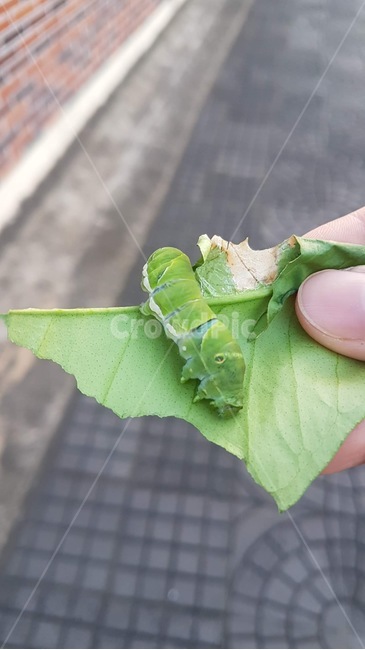 애벌레,캐터피,caterpillar,leaf,잎,plant,식물,자연,nature