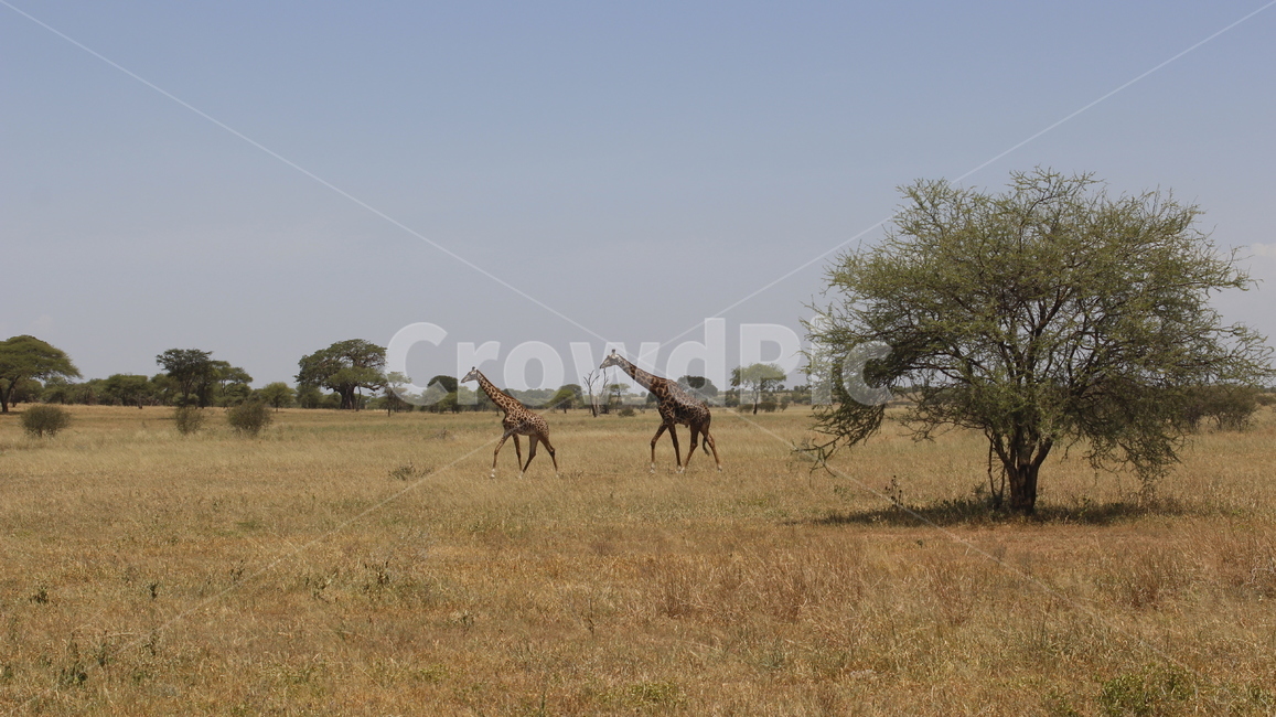 grassland,목초지,field,들,nature,자연,savanna,대초원,wildlife,야생생물,animal,동물,giraffe,기린,포유류,mammal
