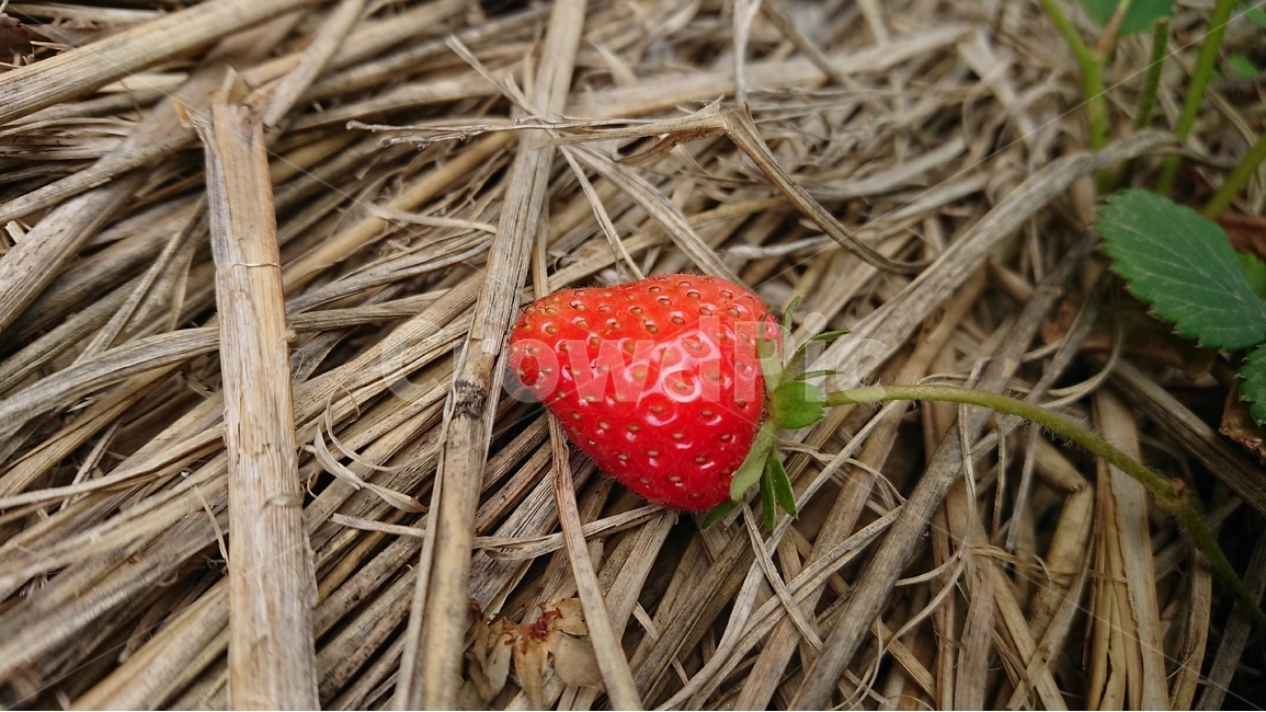 식물,과일,딸기,레드,red,strawberry,여름,과일,열매,fruit