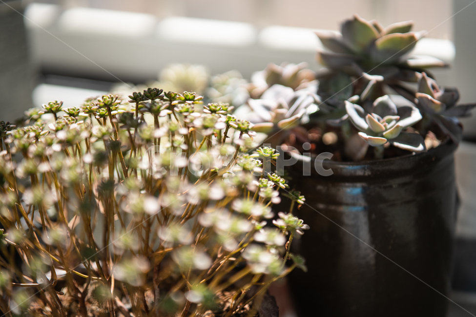 다육이,식물,다육식물,botanical,plant,식물,자연,plants,nature,실내용화초,화분,화초,house plant