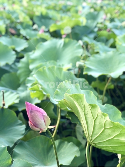 식물,plant,연꽃,수상식물,lotus
