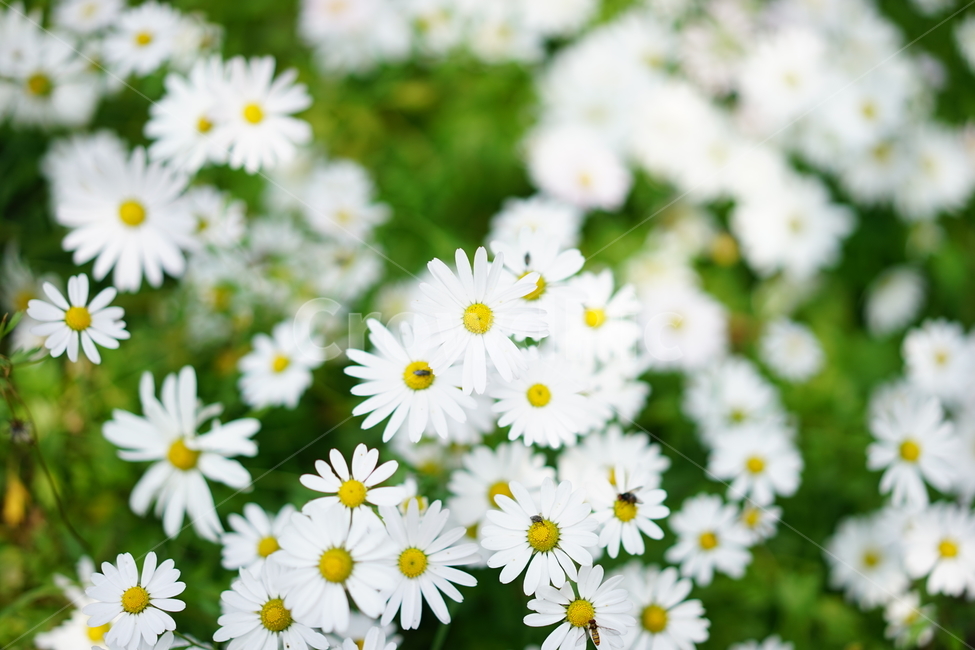 국화,꽃,자연,풍경,배경,꽃봉우리,꽃잎,식물,자연,plants,nature,꽃,flower