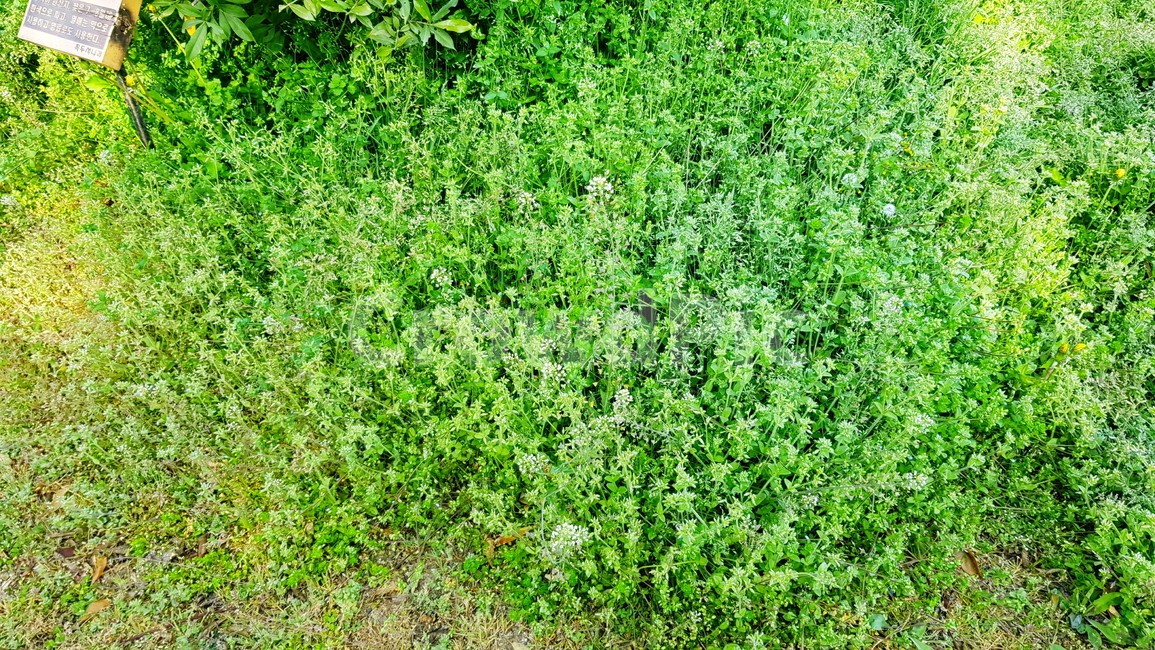 공원,정원,가든,산책로,풀밭,자연,식물,자연,plants,nature,꽃,flower