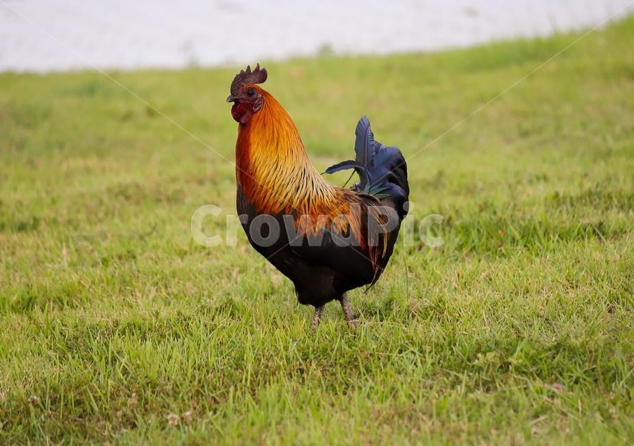 닭,동물,chicken,새,bird,animal,동물,animal,조류,새,birds