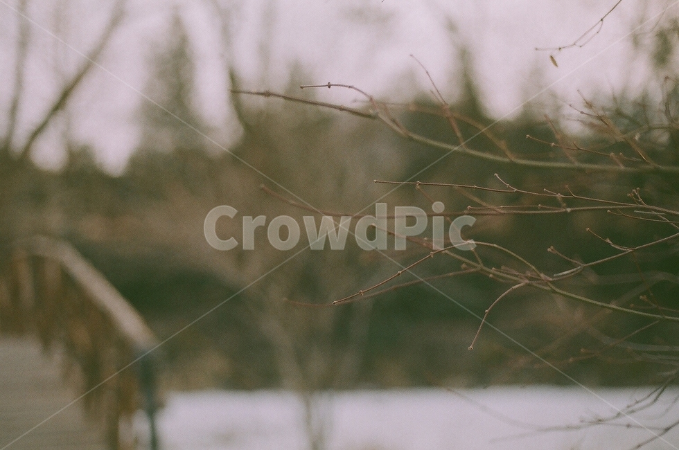 wood,tree,나무,나뭇가지,겨울,winter