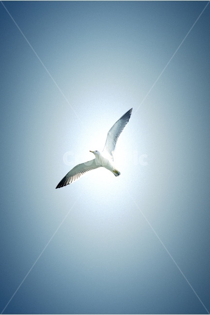 동물,새,하늘,바다,갈매기,동물,animal,조류,새,birds
