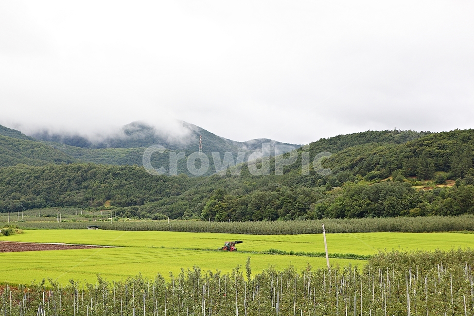 벼,논,농작물,쌀,곡식,자연,옥외,들,농촌,시골,시골,마을,풍경,landscape,country,rural,town