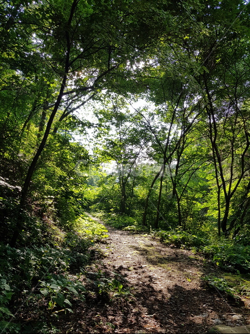 계곡가는길,산길,여름오후,산,맑은공기,맑은산,자연,풍경,nature,landscape,vegetation,초목,plant,식물,ground,바닥,tree,나무,path,통로,land,땅,outdoors,옥외,forest,숲,woodland,삼림지