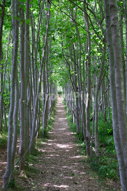 숲길,숲,tree,나무,가로수,자연,풍경,nature,landscape