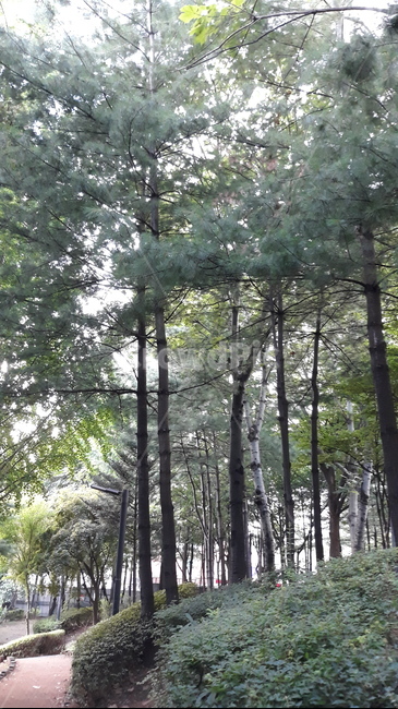 나무,tree,초목,자연,공원,삼림지,숲,자연,풍경,nature,landscape,plant,식물,vegetation,woodland,forest,land,땅,outdoors,옥외