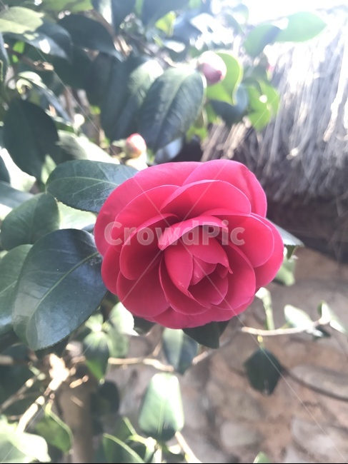 blossom,rose,장미,flower,꽃,plant,식물