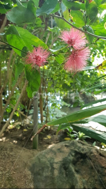 식물,꽃,나무,자연,flower,식물,자연,plants,nature,꽃,flower