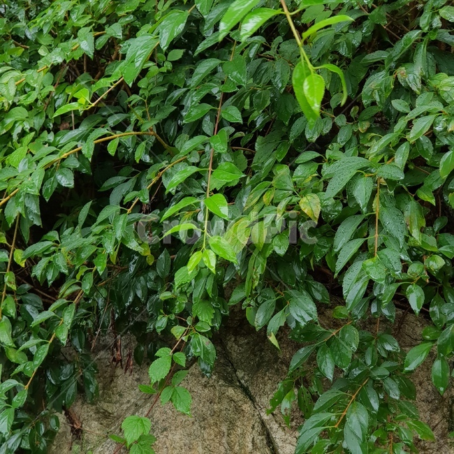plant,식물,leaf,잎,rain,비오는날,숲,식물,자연,plants,nature
