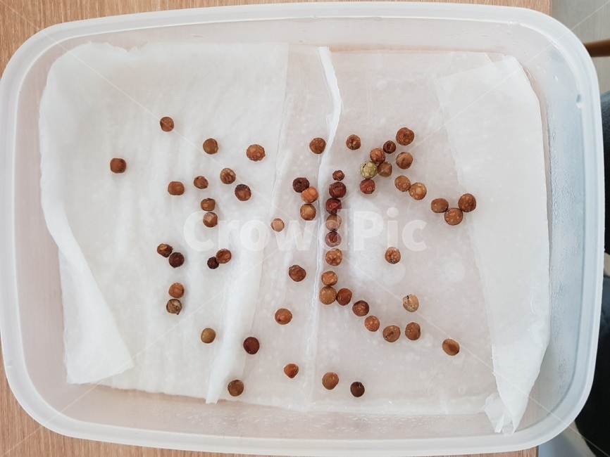 수건파종,발아,완두콩싹,식물,plant