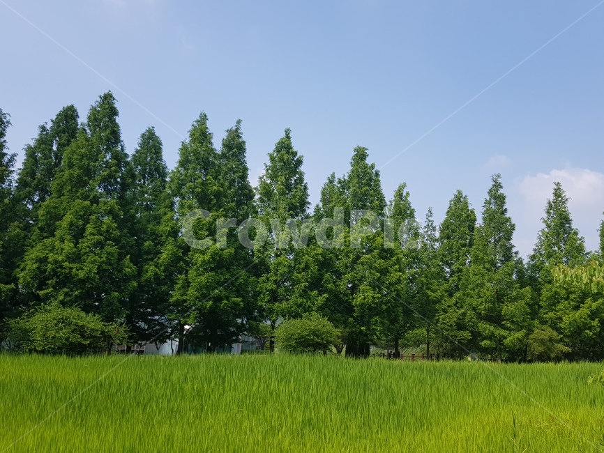 초원,나무,풀,수목원,초록,하늘,풍경,green,tree,grass,grassland,arboretum,산책,사색,조용,바람,wind