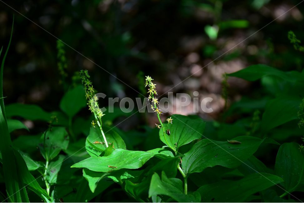 자주솜대,야생화,꽃,식물,자연,생태,플라워,flower,plants,nature,식물,자연,plants,nature,꽃,flower