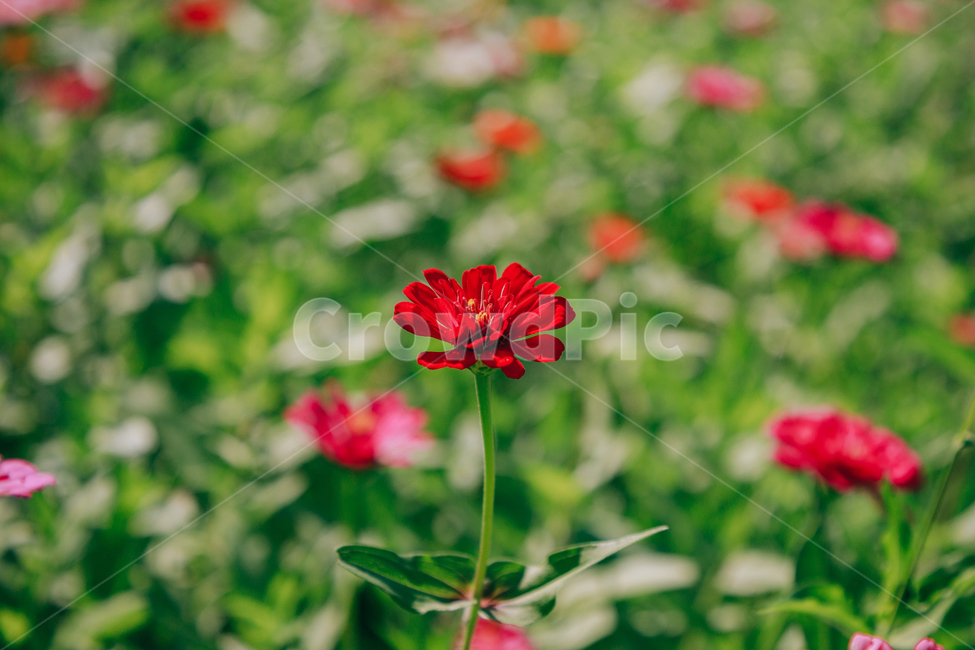 자연,식물,꽃,백일홍,초록,flower,식물,자연,plants,nature,꽃,flower