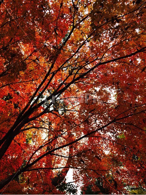 leaf,잎,plant,식물,tree,나무,maple,단풍,가을,가을나무,가을단풍,붉은단풍,붉은나뭇잎,나뭇잎,autumn,redleaf,redmaple