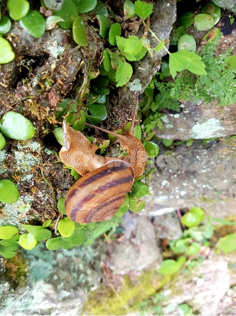 연체동물,snail,달팽이,느린동물,큰달팽이