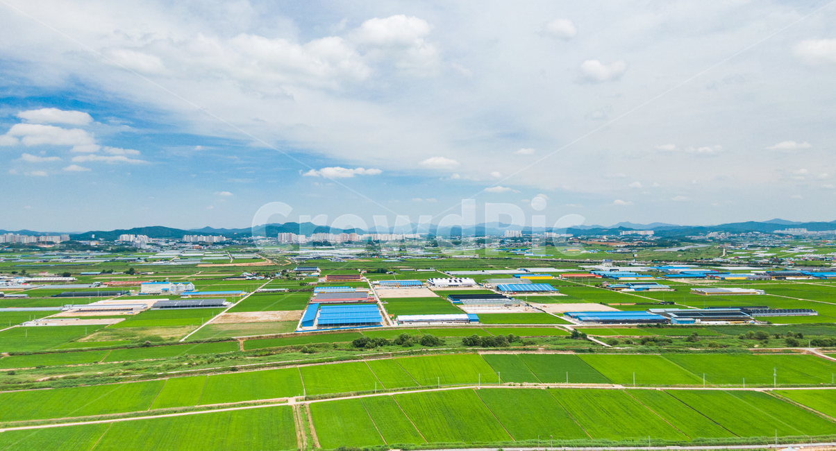 하늘,sky,논,green,blue,구름,cloud,드론사진,드론샷,시골,마을,풍경,landscape,country,rural,town