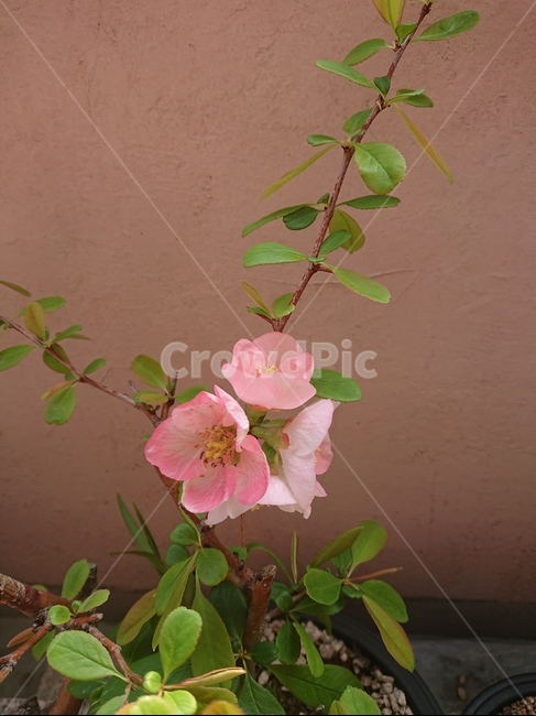 동양금,명자,식물,꽃,화분,plant,봄,식물,자연,plants,nature,꽃,flower