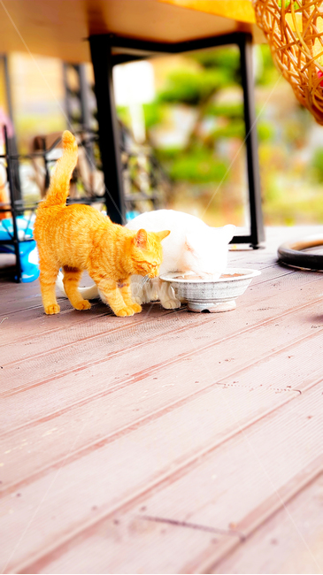 고양이,흰고양이,사이좋은,가족,cat,whitecat,frindly,family