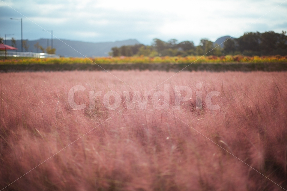 가을,꽃,핑크뮬리,감성,분홍,자연,풍경,nature,landscape,감성,sensible,feeling,field,들,outdoors,옥외,grassland,목초지,savanna,대초원