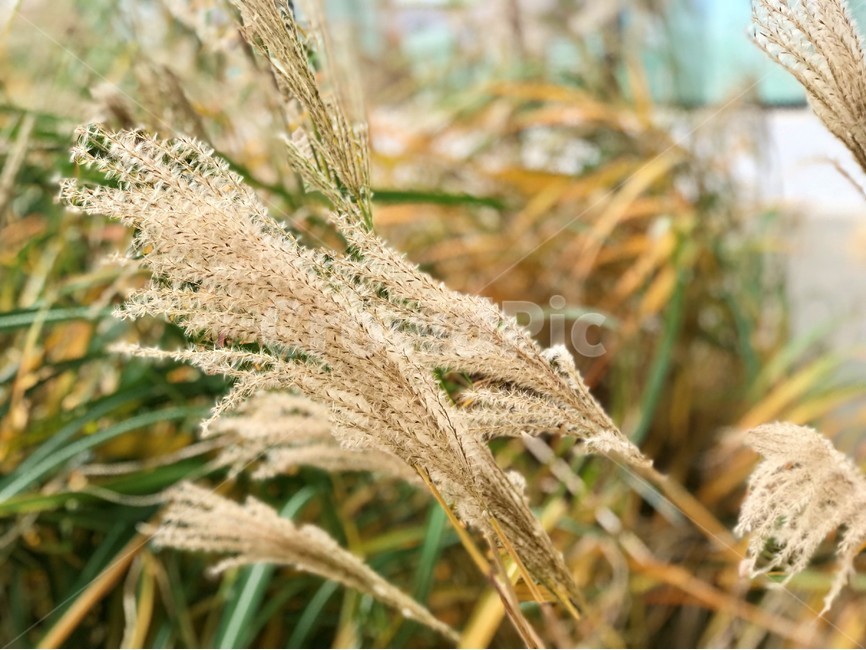 갈대,가을,따듯함,자연,풀,베이지,가을,계절,fall,autumn,season,plant,식물,animal,동물,lizard,도마뱀