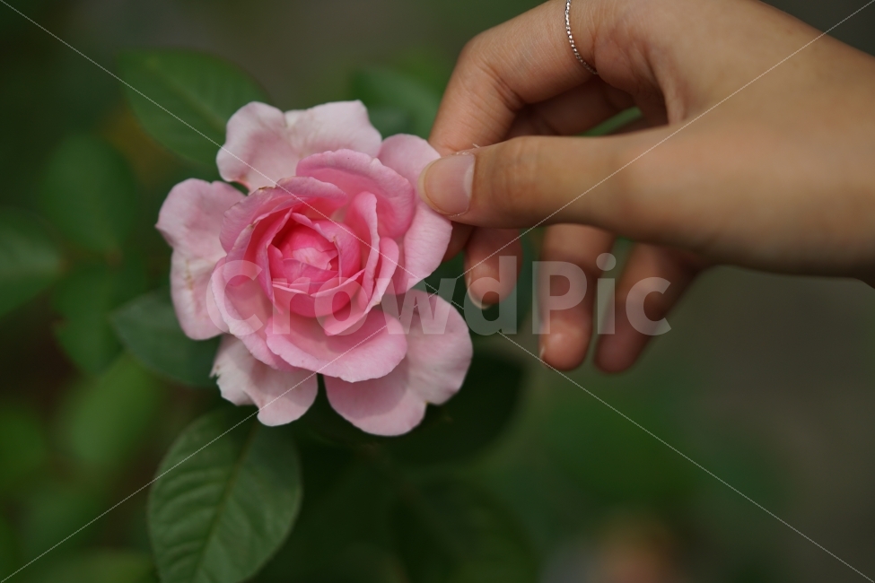 꽃,접사,접사사진,자연,플라워,아름다움,식물,미,컬러,화사함,식물,자연,plants,nature,꽃,flower,사람,인물,인간,human,person