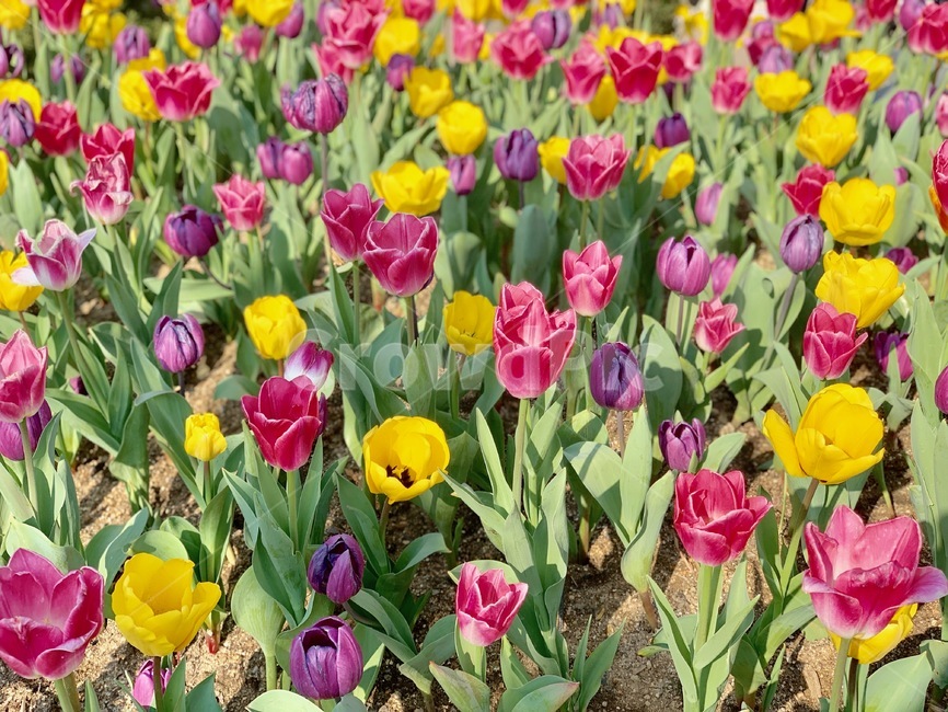튤립,tulip,꽃,봄,나들이,꽃구경,소풍,spring,picnic,flower,blossom,plant,식물,잎,leaf,outdoors,옥외,가든,가드닝,garden,gardening,정원