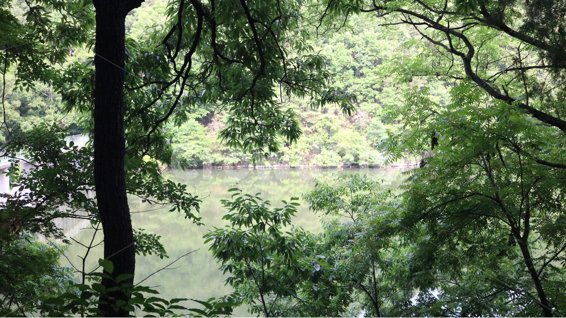 plant,식물,자연,nature,나무,tree,숲,삼림지,forest