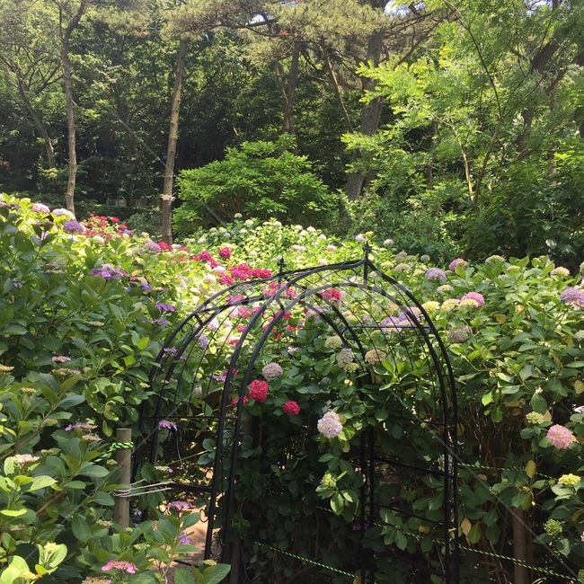 코스모스,하늘,꽃밭,화원,꽃,식물,자연,plants,nature,꽃,flower