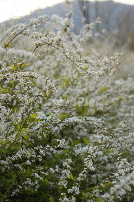 조팝나무,저녁때,흰색,나무,봄,싸리꽃,길가,봄,계절,spring,season,식물,자연,plants,nature,꽃,flower