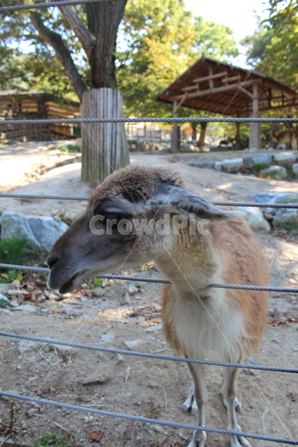 동물원,zoo,포유류,mammal,동물,animal,야생동물,wildlife,동물,animal,포유류,mammal