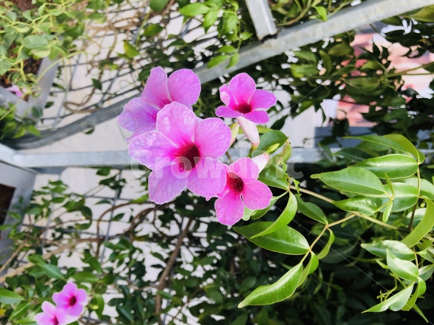 flower,제라늄,geranium,blossom,꽃