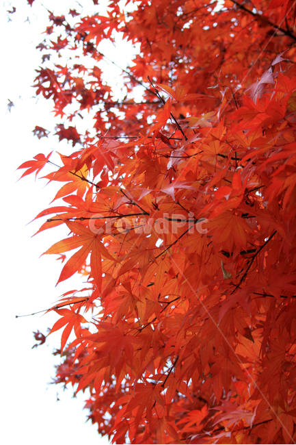 단풍,가을,나무,잎,식물,plants,nature,trees,가을,계절,fall,autumn,season,식물,자연,plants,nature,leaf,plant,tree,maple