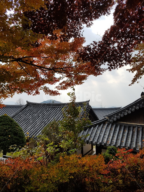가을,단풍,부석사,영주,절,감성사진,운치,옛스러움,감성,색깔,색상,색감,알록달록,아름다움,한국의미,한국미,전통,가을,계절,fall,autumn,season,한국전통,한국문화,korean traditional,korean culture,roof,지붕