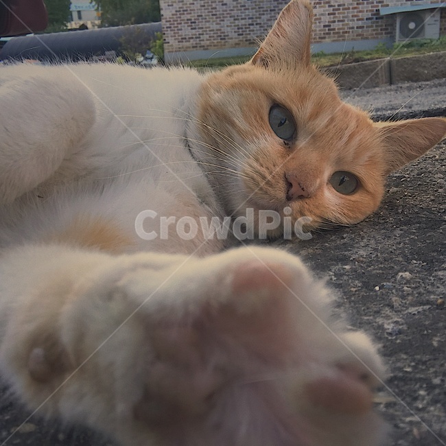 고양이,길고양이,길냥이,동물,고양이마을,색감,동물,animal,포유류,mammal,고양이,cat,kitten,kitty
