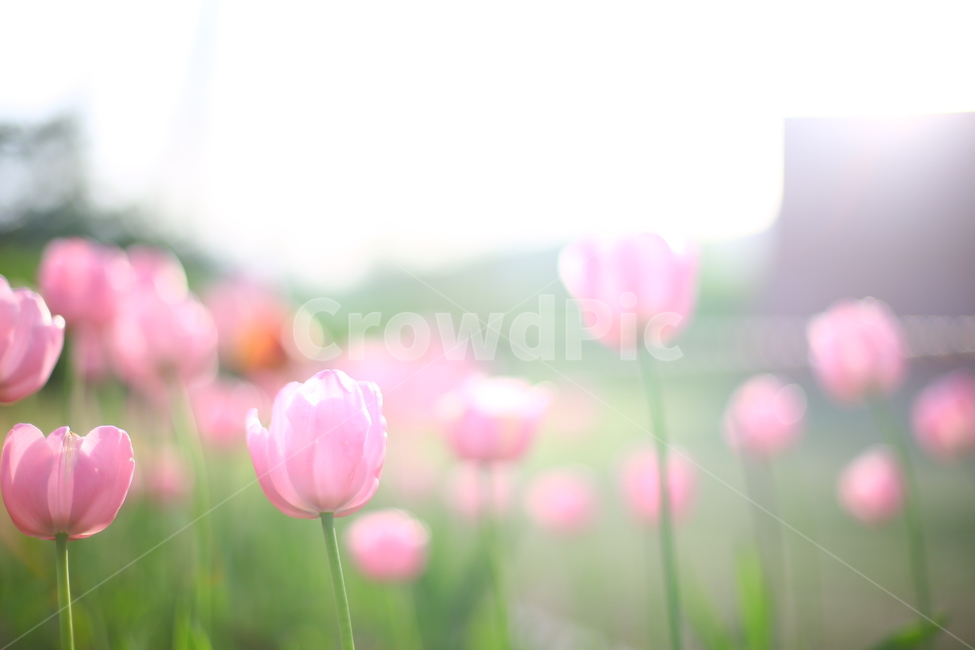 봄,꽃,튤립,연지공원,햇살,꽃말,봄,계절,spring,season,식물,자연,plants,nature,꽃,flower,감성,sensible,feeling,휴식,힐링,rest,relaxation,healing,plant