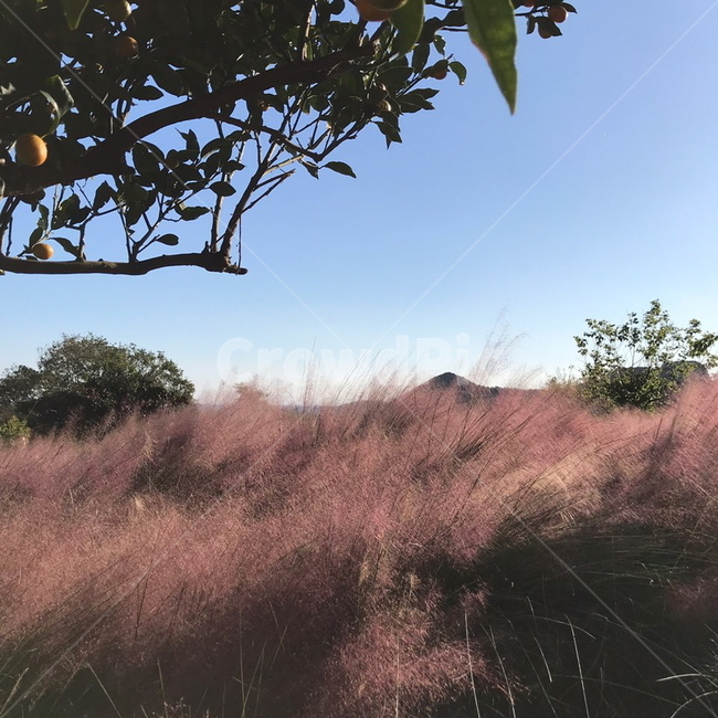 핑크뮬리,갈대,꽃,핑크,분홍색