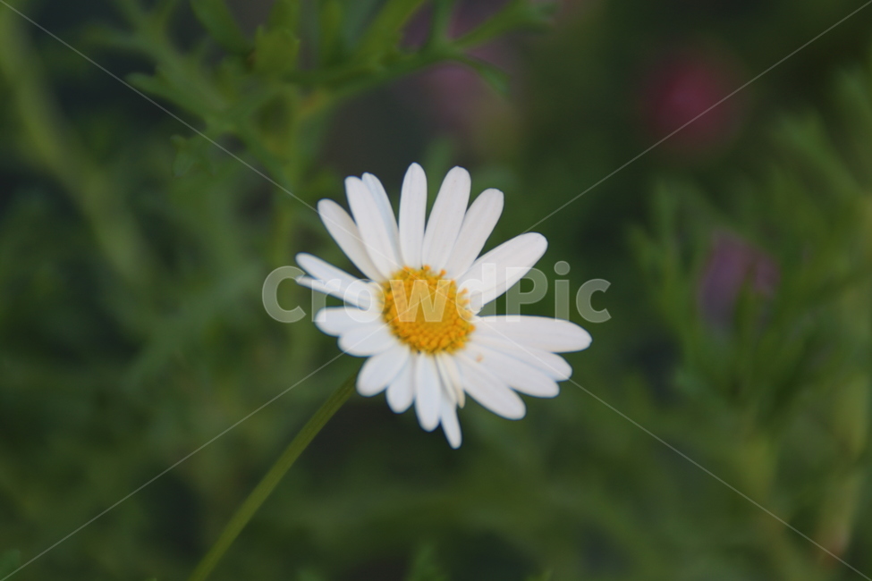 하나,외로움,마가렛,화이트,깨끗함