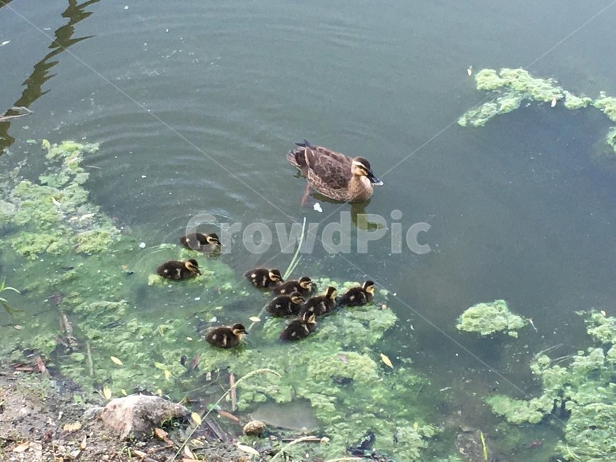 animal,동물,bird,새,오리,duck,호수공원,공원,호수,아기새,아기오리,배움,모성애,수영,오리발,이끼
