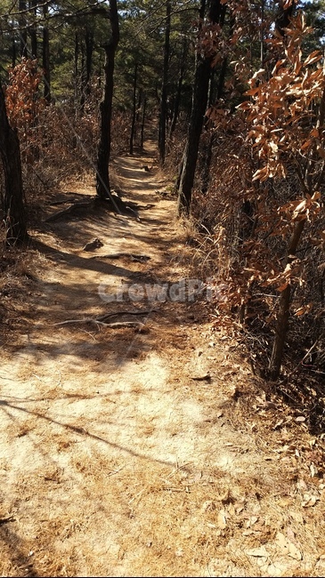 산,등산,자연,동산,뒤동산,등산로,ground,바닥,tree,나무,plant,식물,treetrunk,나무줄기
