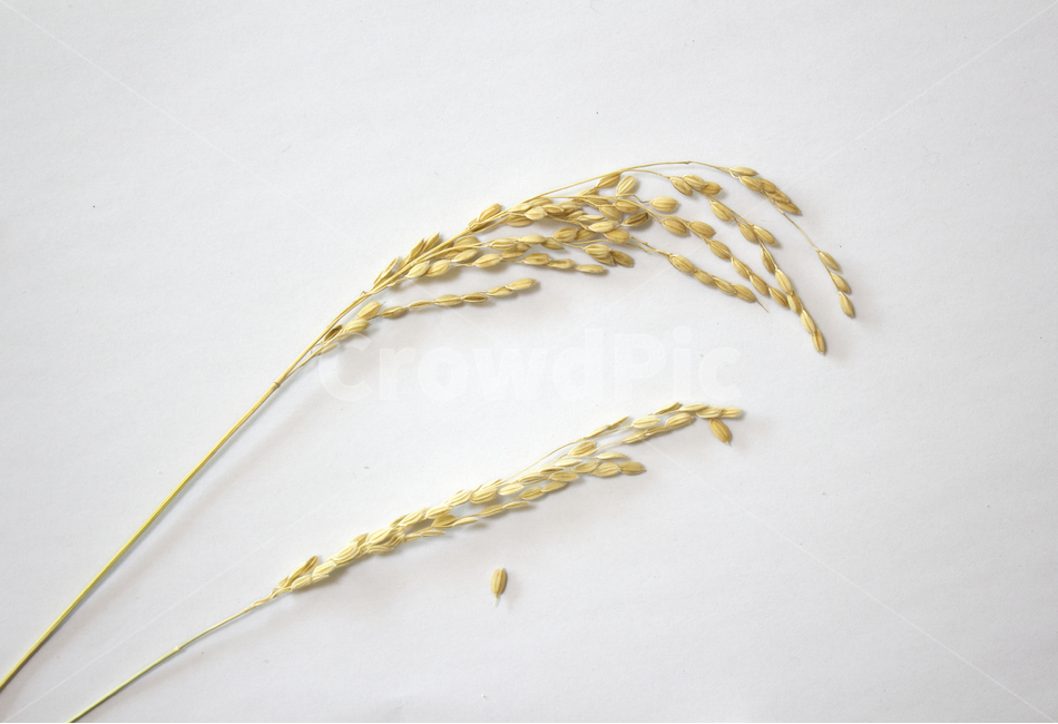 쌀,벼,곡식,곡물,음식,식재료,요리,이삭,곡류,rice,cereal,dry,ear,farming,food,gold,grain,harvest,isolated,korea,meal,nutrition,organic,plant,seed,yellow,cook,화이트,흰색,하얀색,흰배경,쌀알,알갱이,볍씨,씨,씨앗,열매,쌀알갱이,식물,자연,탑앵글,탑뷰,음식,식재료,요리,food,cook,meal,dishes,food reserves,곡류,곡식,cereals