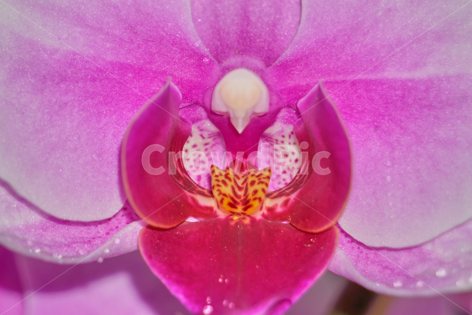 호접란,서양난,꽃,접사,생화,화분,plant,nature,flower,초접사