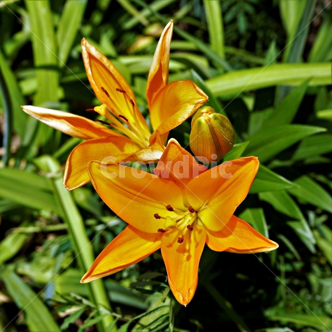 백합꽃,향기,암술,식물,원예,정원,식물,자연,plants,nature,꽃,flower